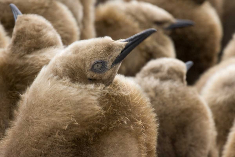 South Georgia Island Young king penguin chicks